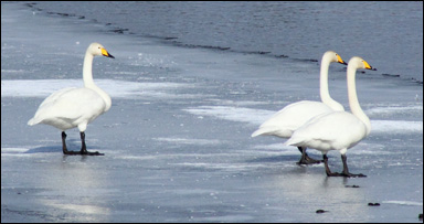 Sångsvanar (Cygnus cygnus) står på isen