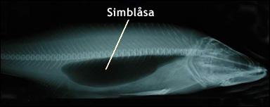 Röntgenbild av simblåsam hos en gös (Sander lucioperca)