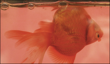 En guldfisk med simblåsesjukdom