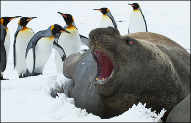 Kungspingviner (Aptenodytes patagonicus) och en hane av den sydliga sjöelefanten (Mirounga leonina)