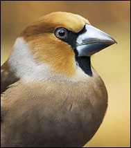 Stenknäck (Coccothraustes coccothraustes)