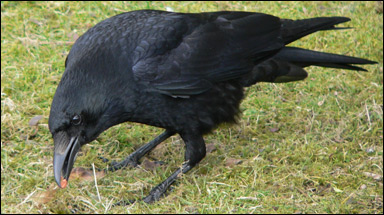 Svartkråka (Corvus corone corone)