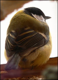 Talgoxe (Parus major) i kyla