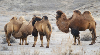 Tvåpuckliga eller baktriska kameler (Camelus bactrianus)