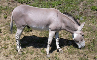 Somalivildåsna (Equus africanus somalicus)