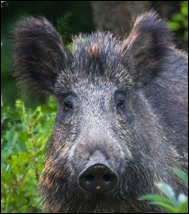 Vildsvin (Sus scrofa)