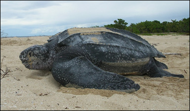 En havslädersköldpadda (Dermochelys coriacea)