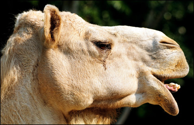 Den enpuckliga kamelen eller dromedaren (Camelus dromedarius)