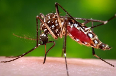 En mygga av släktet Aedes suger blod
