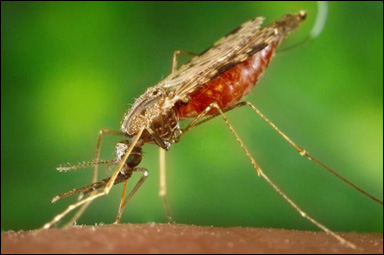 En mygga av släktet Anopheles suger blod