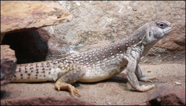 The desert iguana (Dipsosaurus dorsalis)