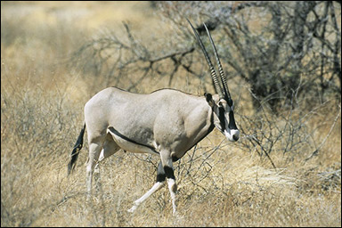 Den östafrikanska oryxantilopen, beisan (Oryx beisa)