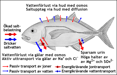 Osmoreglering hos en benfisk i saltvatten