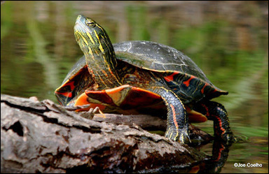 Sötvattenssköldpaddan Chrysemys picta