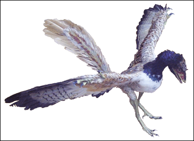 Rekonstruktion av urfågeln, Archaeopteryx