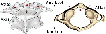 Atlaskotan och axiskotan