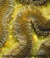 Korallpolyper