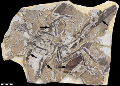 Fossil av dinosaurien Anchiornis med fjädrar