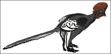 Konstnärlig rekonstruktion dinosaurien Anchiornis med fjäderdräkt