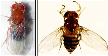 Mutationen antennapedia ses hos den högra bananflugan (Drosophila melanogaster)