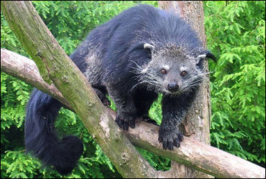 Binturong (Arctictis binturong)