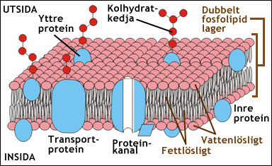 Cellmembranets struktur