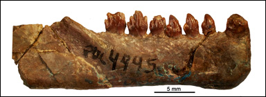 Underkäke av cynodonten Probainognathus jenseni