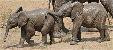 Två elefantkalvar