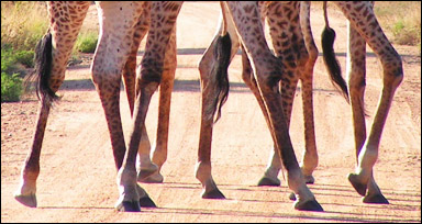 Gångben av giraffer