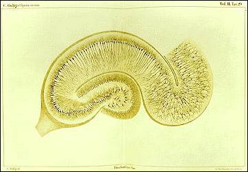 Tvärsnitt genom hippocampus