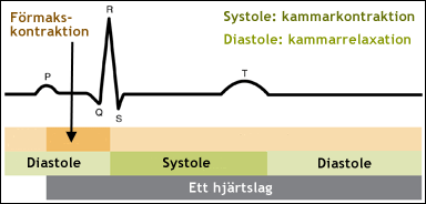 Hjärtcykeln