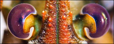 Ögonen hos en amerikansk hummer (Homarus americanus)