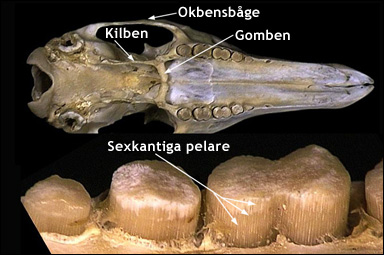 Skalle av jordsvin (Orycteropus afer)
