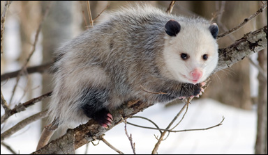 Nordamerikansk opossum (Didelphis virginiana)