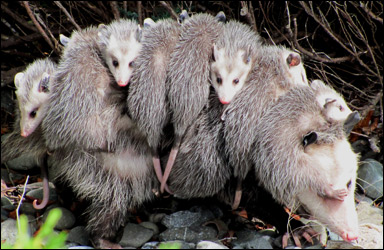Opossumhona med ungar