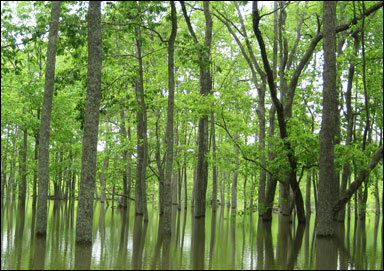 Översvämmad skog