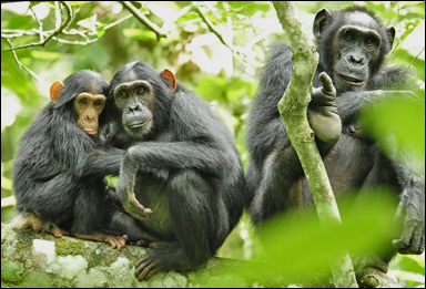 Några schimpanser (Pan troglodytes)