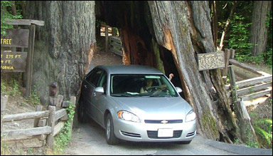 Amerikanska sekvoja (Sequoia sempervirens)