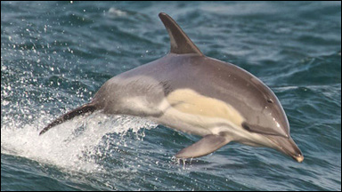 Simmande delfin