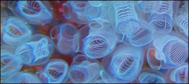 Sjöpungar, manteldjur som sitter fast på havsbottnen