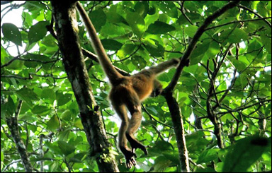 Röd spindelapa (Ateles geoffroyi)