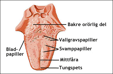 Tungan och dess papiller