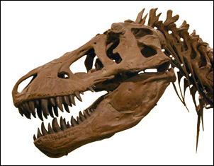 Skalle av Tyrannosaurus rex
