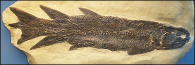 Fossil av den kvastfeninga fisken Eusthenopteron