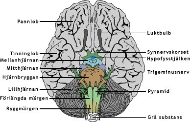 Människans hjärna