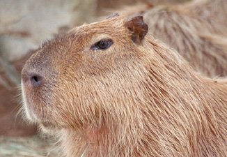 Kapybaran, världens största nu levande gnagare