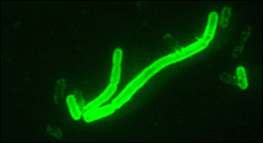 Pestbakterier, Yersinia pestis