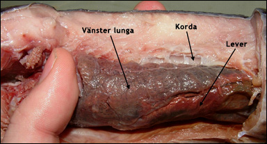 Lunga hos en afrikansk lungfisk (Protopterus)