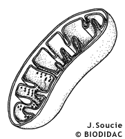 Schematisk bild av mitokondrie