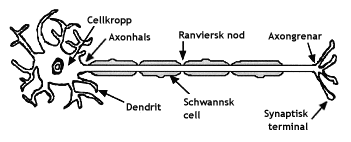 Nervcell med axon